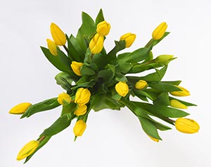 %_tempFileName20%20gelbe%20tulpen%