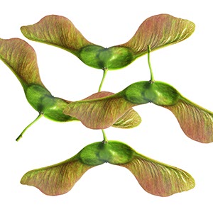 %_tempFileName4%20ahornsamen%