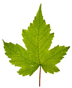 %_tempFileNameAhorn%20Durchlicht%