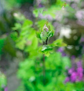 %_tempFileNameAkelei%20Knospe%