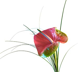 %_tempFileNameAnthurie%20weiss%