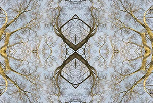 %_tempFileNameBAUMKRONEN%20GESPIEGELT%