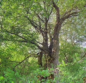 %_tempFileNameBaum_Gebuesch%