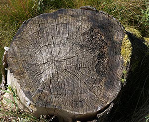 %_tempFileNameBaumscheibe%201%