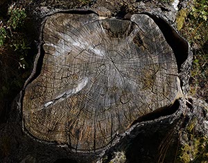 %_tempFileNameBaumscheibe%202%