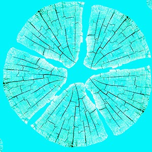 %_tempFileNameBaumscheibe%20abstrakt%