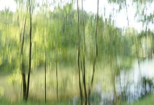 %_tempFileNameBewegter%20Wald%204%