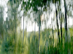 %_tempFileNameBewegter%20Wald%20Esmecke%2013%