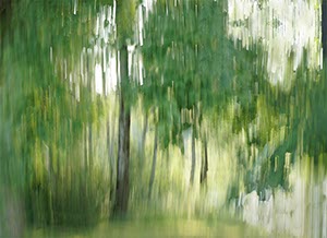 %_tempFileNameBewegter%20Wald%20Esmecke%209%