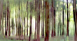 %_tempFileNameBewegter%20Wald%20Schmala%201%