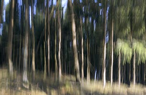 %_tempFileNameBewegterWald%20AM%201%201%