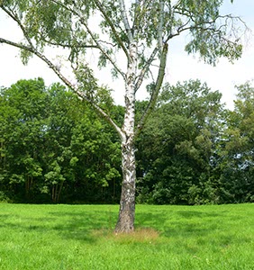 %_tempFileNameBirke%20Solo%