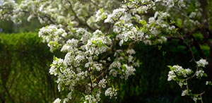 %_tempFileNameBirne_Pano%