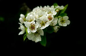 %_tempFileNameBirnenbluete%