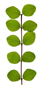 %_tempFileNameBlattrispe%20Robinie%