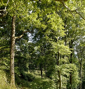 %_tempFileNameBuchenwald%20Brilon%20Borberg%