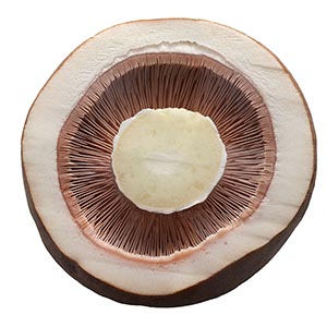 %_tempFileNameChampignons%