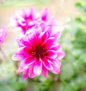 %_tempFileNameDahlie%20rot%