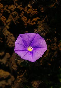 %_tempFileNameElfenblume%