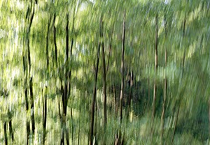 %_tempFileNameEsmecke%20Wald%203%