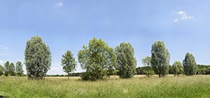 %_tempFileNameFlittard%20Baumgruppe%