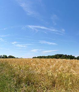 %_tempFileNameGerstenfeld%20%