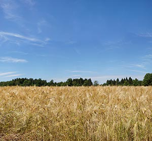 %_tempFileNameGerstenfeld%202%