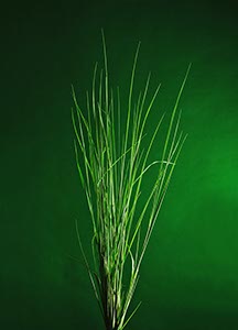 %_tempFileNameGras%20Gruen%