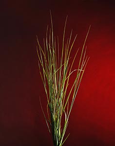 %_tempFileNameGras%20Rot%