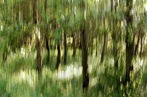 %_tempFileNameHilbringse%20Wald%207%