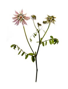 %_tempFileNameKlee%20partiell%20scharf%20%