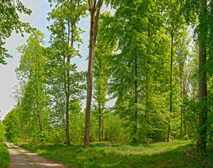 %_tempFileNameLaubwald_%20gm1%