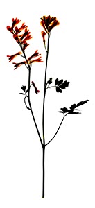 %_tempFileNameLerchensporn%20enfache%20Form%