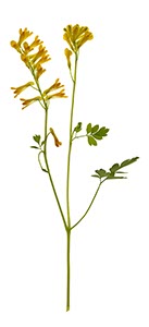 %_tempFileNameLerchensporn%