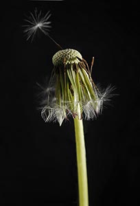 %_tempFileNamePUSTEBLUME%