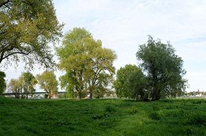 %_tempFileNameRiehler%20Aue%204%