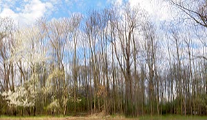 %_tempFileNameRiehler%20Aue%20Waldrand%20bewegt%