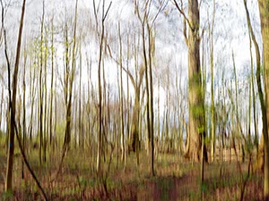 %_tempFileNameRiehler%20Aue%20bewegter%20Wald%203%