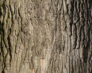 %_tempFileNameRinde%20Rhein%201%