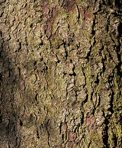 %_tempFileNameRinde%20grob%