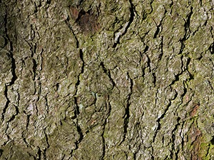 %_tempFileNameRinde%20gruen%