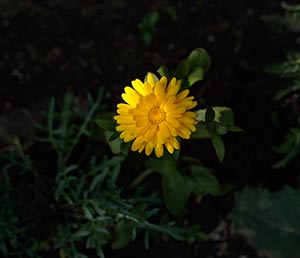 %_tempFileNameRingelblume%