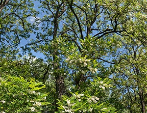 %_tempFileNameRobinie%20Bluete%