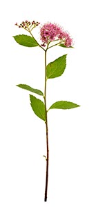 %_tempFileNameSpiraea%