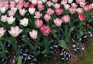 %_tempFileNameTulpen%203%