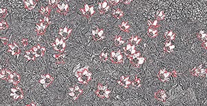 %_tempFileNameTulpen%207%20grafisch%