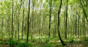 %_tempFileNameWald%20Knechtsteden%203%