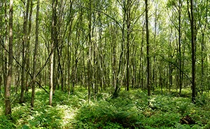 %_tempFileNameWald%20Knechtsteden%204%