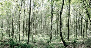 %_tempFileNameWald%20Knechtsteden%20hellgruen%