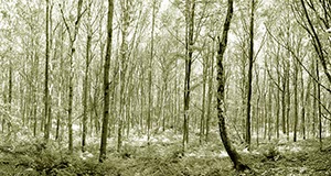 %_tempFileNameWald%20Knechtsteden%20warm%